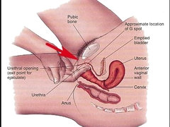 Category - Squirting